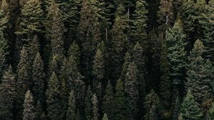 Preview wallpaper forest, trees, aerial view, green, vegetation