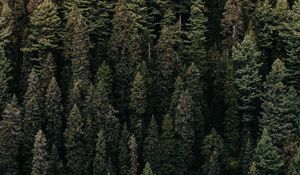 Preview wallpaper forest, trees, aerial view, green, vegetation