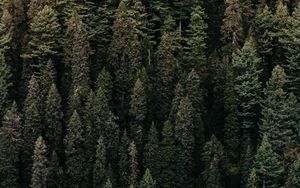 Preview wallpaper forest, trees, aerial view, green, vegetation