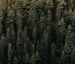 Preview wallpaper forest, trees, aerial view, green, vegetation