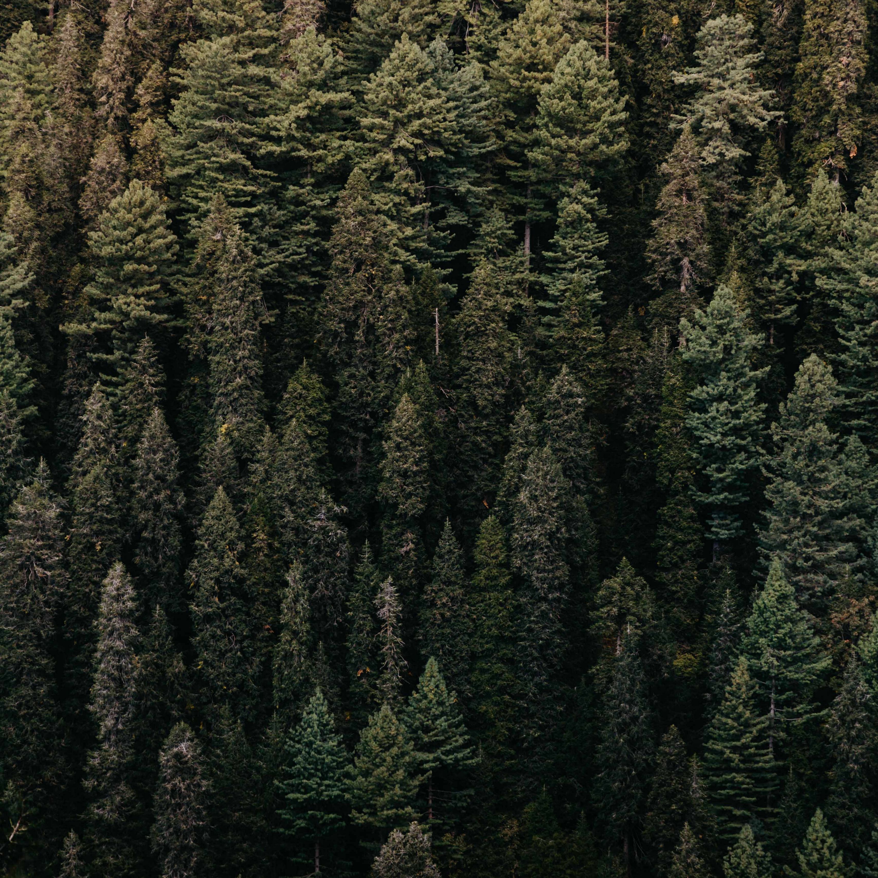 Download wallpaper 3415x3415 forest, trees, aerial view, green ...