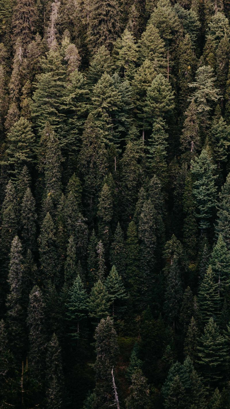 Download wallpaper 800x1420 forest, trees, aerial view, green ...