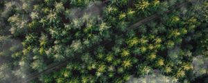 Preview wallpaper forest, trees, aerial view, tops, trail, clouds