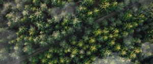 Preview wallpaper forest, trees, aerial view, tops, trail, clouds