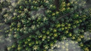 Preview wallpaper forest, trees, aerial view, tops, trail, clouds