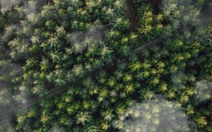 Preview wallpaper forest, trees, aerial view, tops, trail, clouds