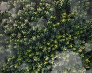 Preview wallpaper forest, trees, aerial view, tops, trail, clouds