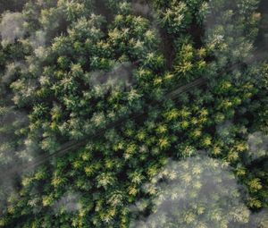 Preview wallpaper forest, trees, aerial view, tops, trail, clouds