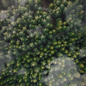 Preview wallpaper forest, trees, aerial view, tops, trail, clouds