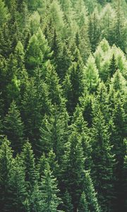 Preview wallpaper forest, trees, aerial view, pines, tops