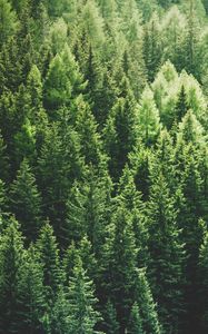 Preview wallpaper forest, trees, aerial view, pines, tops