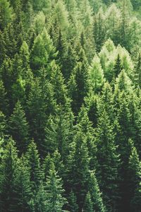 Preview wallpaper forest, trees, aerial view, pines, tops