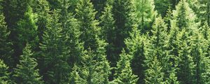 Preview wallpaper forest, trees, aerial view, pines, tops