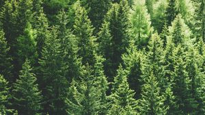 Preview wallpaper forest, trees, aerial view, pines, tops