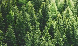 Preview wallpaper forest, trees, aerial view, pines, tops