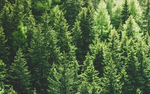 Preview wallpaper forest, trees, aerial view, pines, tops