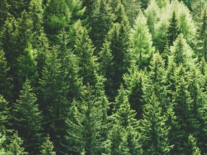 Preview wallpaper forest, trees, aerial view, pines, tops