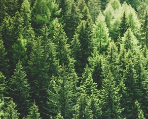 Preview wallpaper forest, trees, aerial view, pines, tops