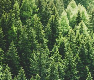 Preview wallpaper forest, trees, aerial view, pines, tops