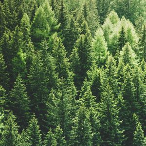 Preview wallpaper forest, trees, aerial view, pines, tops