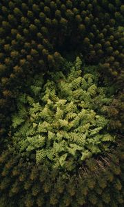 Preview wallpaper forest, trees, aerial view, treetops, green