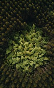 Preview wallpaper forest, trees, aerial view, treetops, green