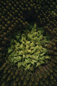 Preview wallpaper forest, trees, aerial view, treetops, green