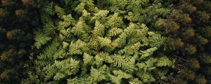 Preview wallpaper forest, trees, aerial view, treetops, green