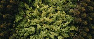 Preview wallpaper forest, trees, aerial view, treetops, green