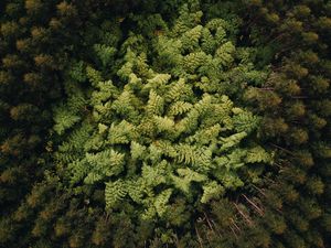 Preview wallpaper forest, trees, aerial view, treetops, green