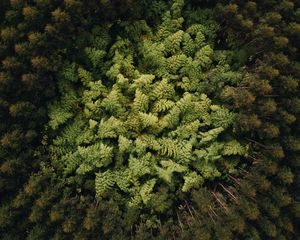 Preview wallpaper forest, trees, aerial view, treetops, green