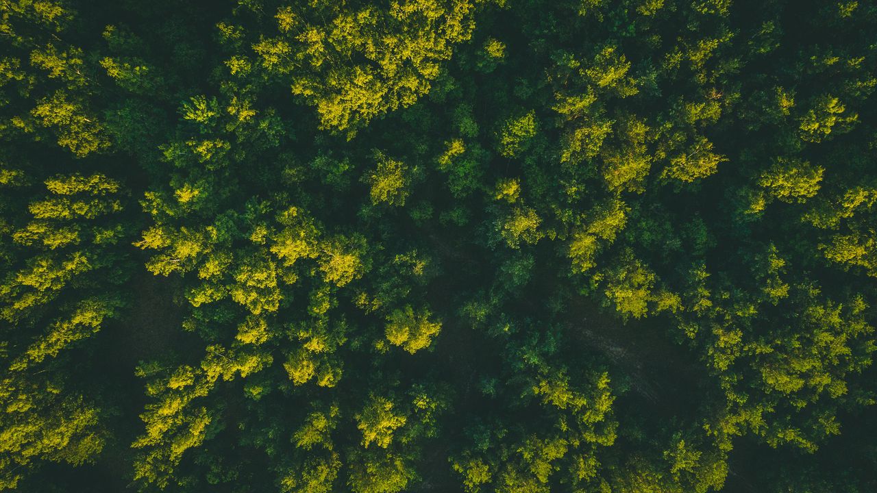 Wallpaper forest, trees, aerial view, treetops, green