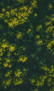 Preview wallpaper forest, trees, aerial view, treetops, green