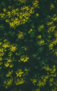 Preview wallpaper forest, trees, aerial view, treetops, green