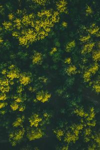 Preview wallpaper forest, trees, aerial view, treetops, green