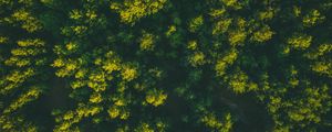 Preview wallpaper forest, trees, aerial view, treetops, green