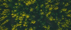 Preview wallpaper forest, trees, aerial view, treetops, green