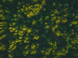 Preview wallpaper forest, trees, aerial view, treetops, green