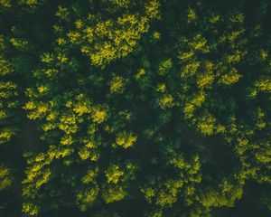 Preview wallpaper forest, trees, aerial view, treetops, green