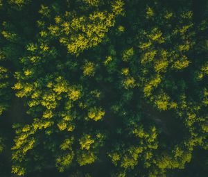 Preview wallpaper forest, trees, aerial view, treetops, green