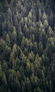 Preview wallpaper forest, trees, aerial view, needles, pines