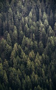 Preview wallpaper forest, trees, aerial view, needles, pines