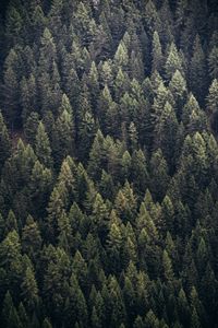 Preview wallpaper forest, trees, aerial view, needles, pines