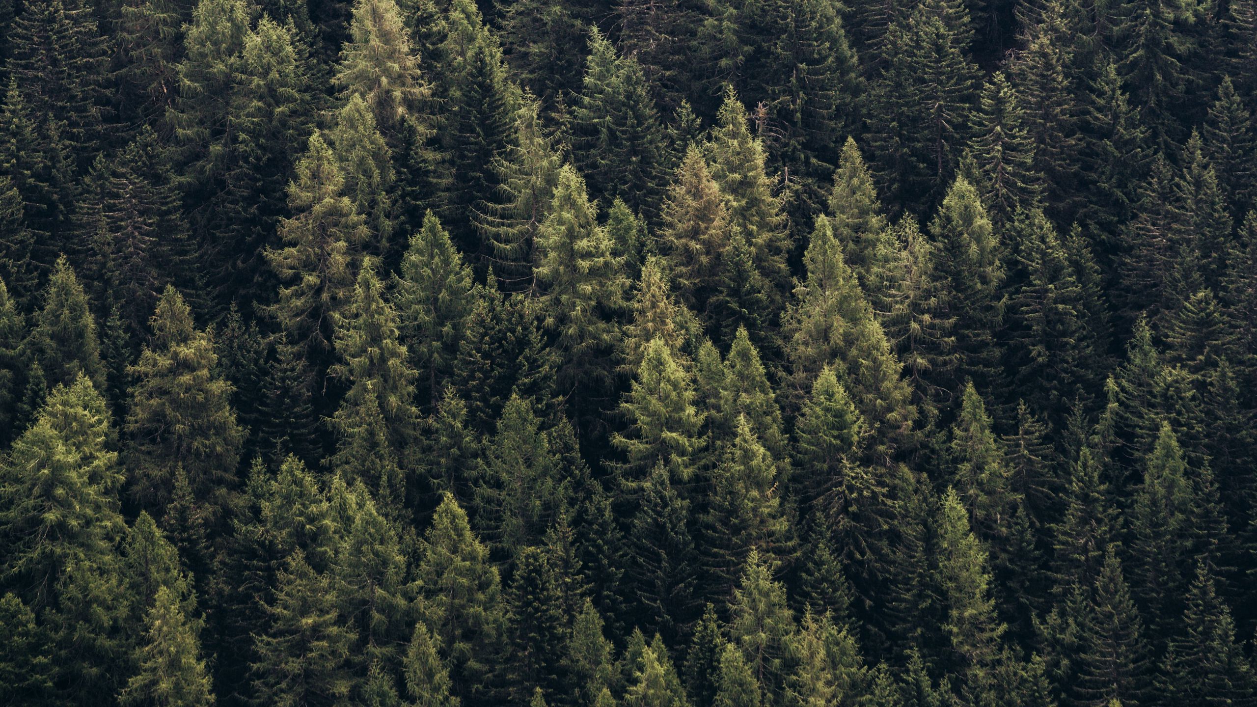 Download wallpaper 2560x1440 forest, trees, aerial view, needles, pines ...
