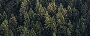 Preview wallpaper forest, trees, aerial view, needles, pines