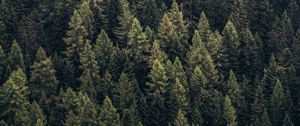 Preview wallpaper forest, trees, aerial view, needles, pines