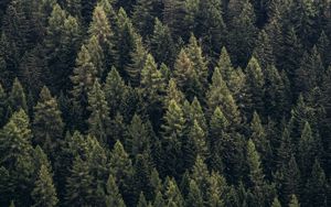 Preview wallpaper forest, trees, aerial view, needles, pines