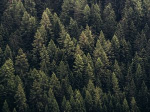 Preview wallpaper forest, trees, aerial view, needles, pines