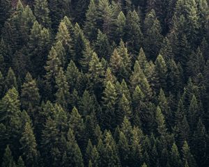 Preview wallpaper forest, trees, aerial view, needles, pines