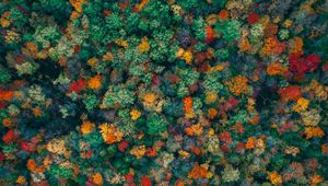 Preview wallpaper forest, trees, aerial view, autumn, colorful